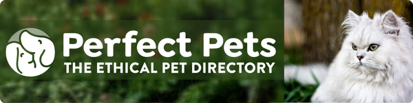Perfect Pets website banner featuring a Chinchilla cat, 600 