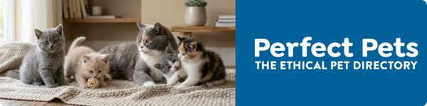 Perfect Pets website banner featuring British Shorthair kittens, 600 