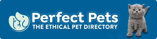 Perfect Pets website banner featuring a British Shorthair kitten, 600 