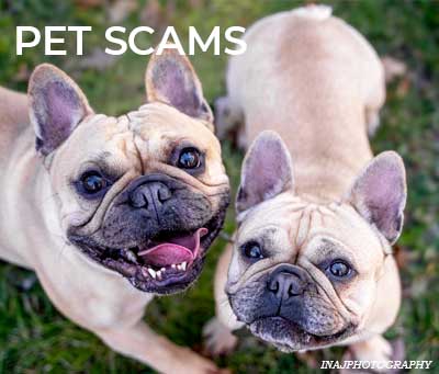 Puppy scams information and advice about Pet Scammers