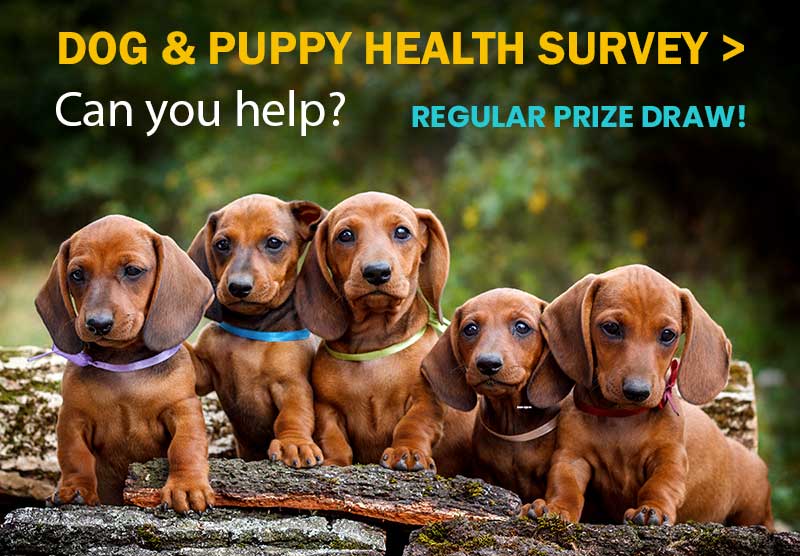 Dachshund Puppies - Health Survey