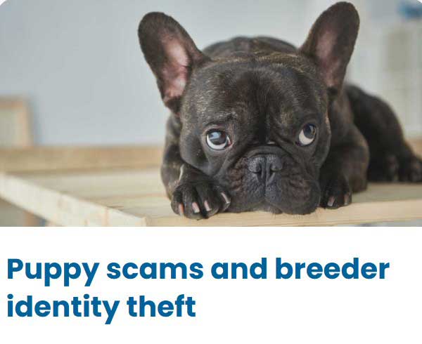 Puppy scams and breeder identity theft