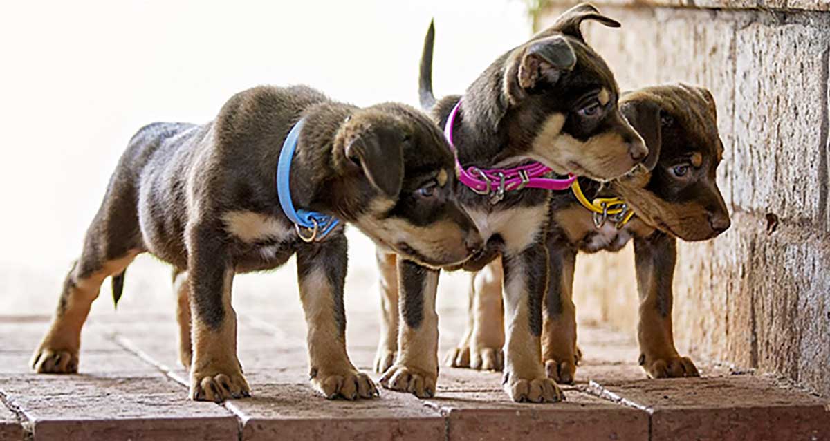 Working Kelpie Puppies - Pilbara Working Dogs 