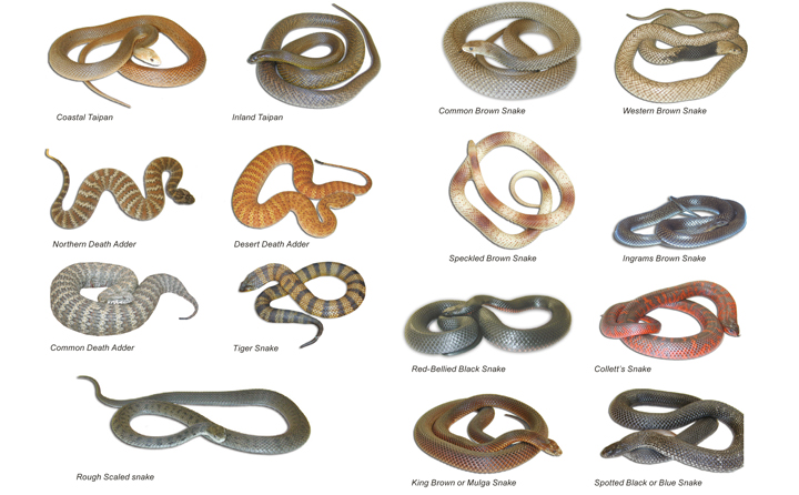 Venomous Snakes of Australia