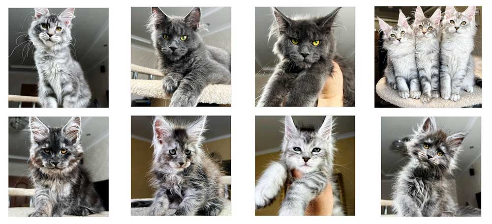Maine Coon Kittens and Cats - Tasslears Maine Coons