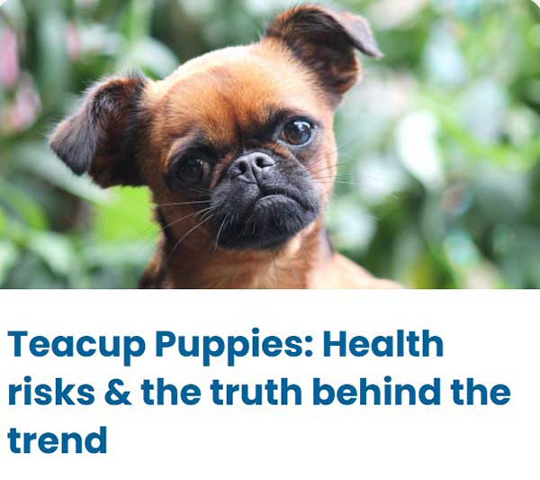 Teacup Puppies - The truth behind the trend