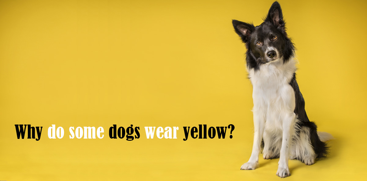 The Yellow Dog Project