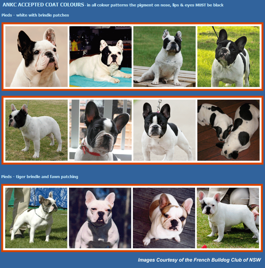 French Bulldog Breeders Australia | French Bulldog Info & puppies
