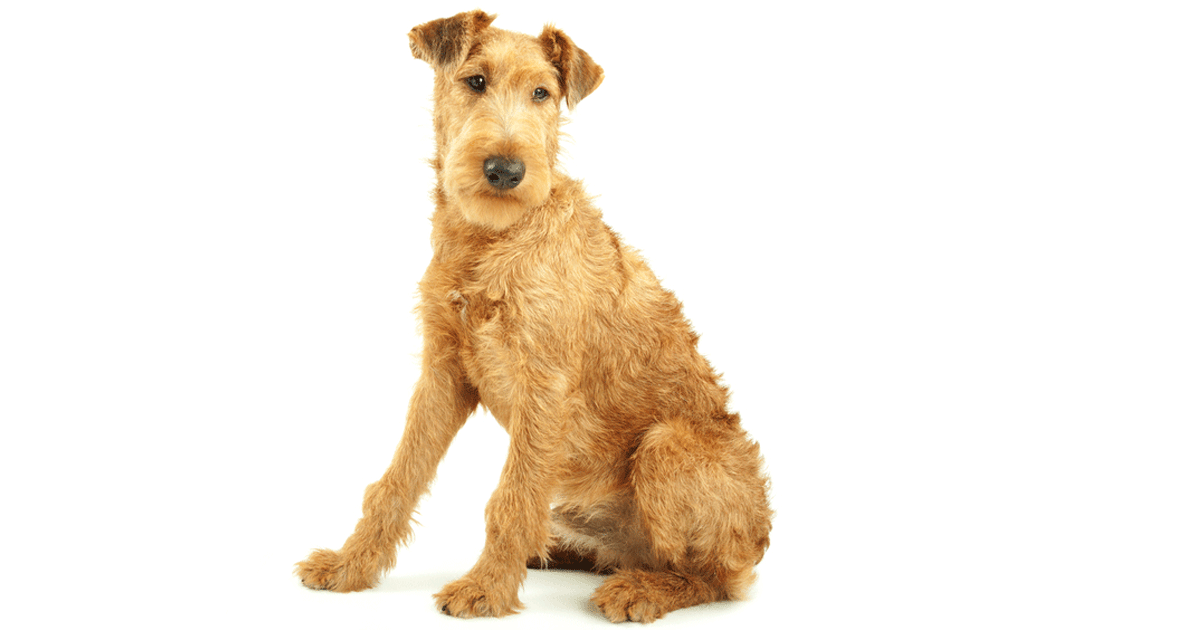 Irish Terrier Breeders Australia Irish Terrier Info Puppies