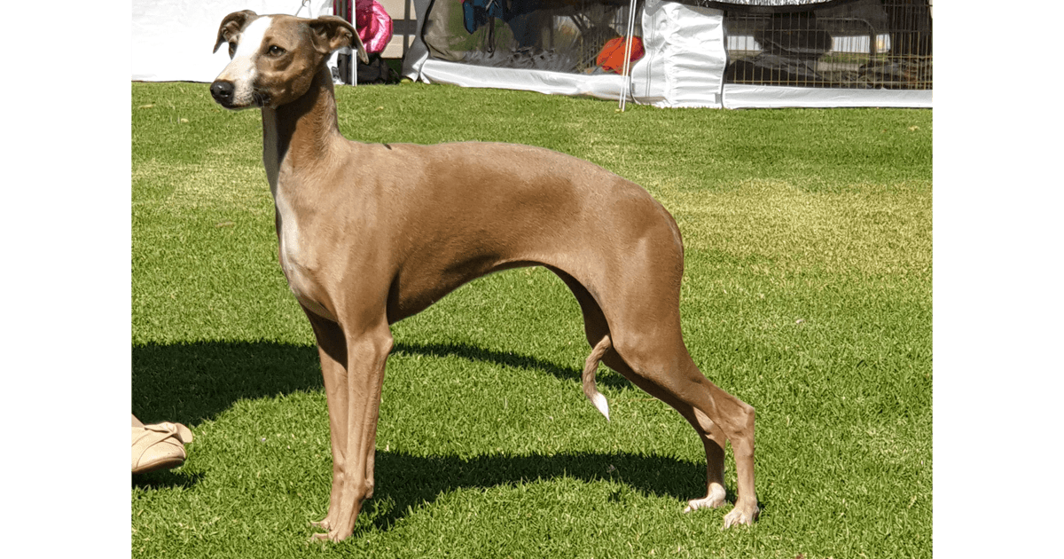  TACOZAJO Italian Greyhounds