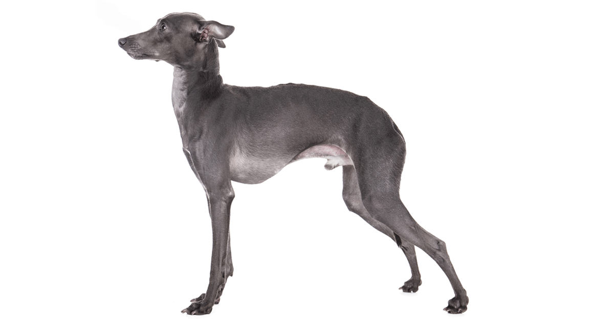 Italian Greyhound Breeders Australia Italian Greyhound