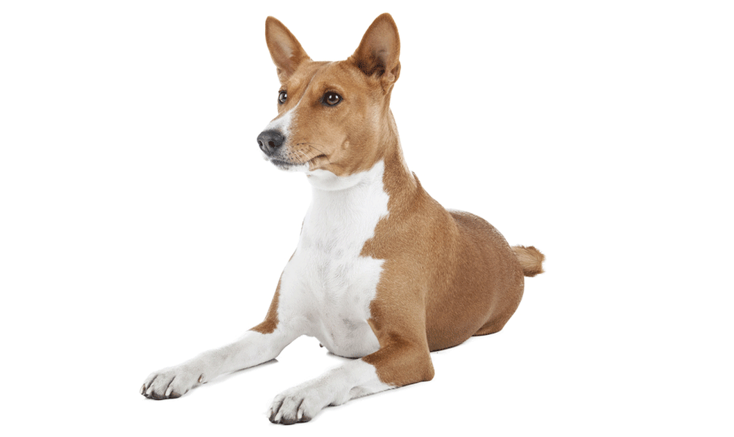 63+ Basenji Puppies For Sale