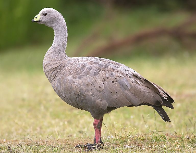 Goose
