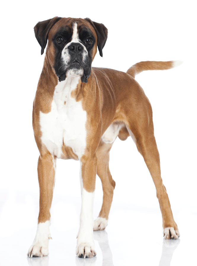 Boxer Breeders Australia | Boxer Info & puppies