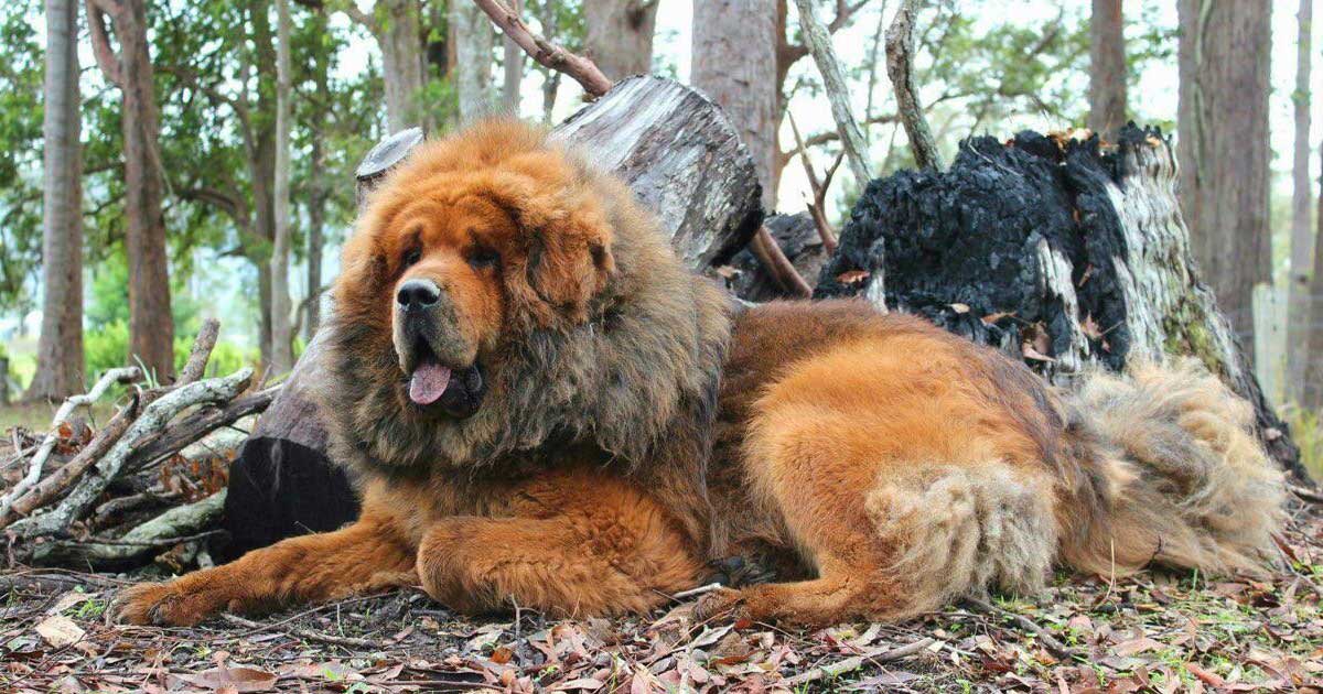 Tibetan Mastiff Breeders Australia |  Tibetan Mastiff Info & Welpen