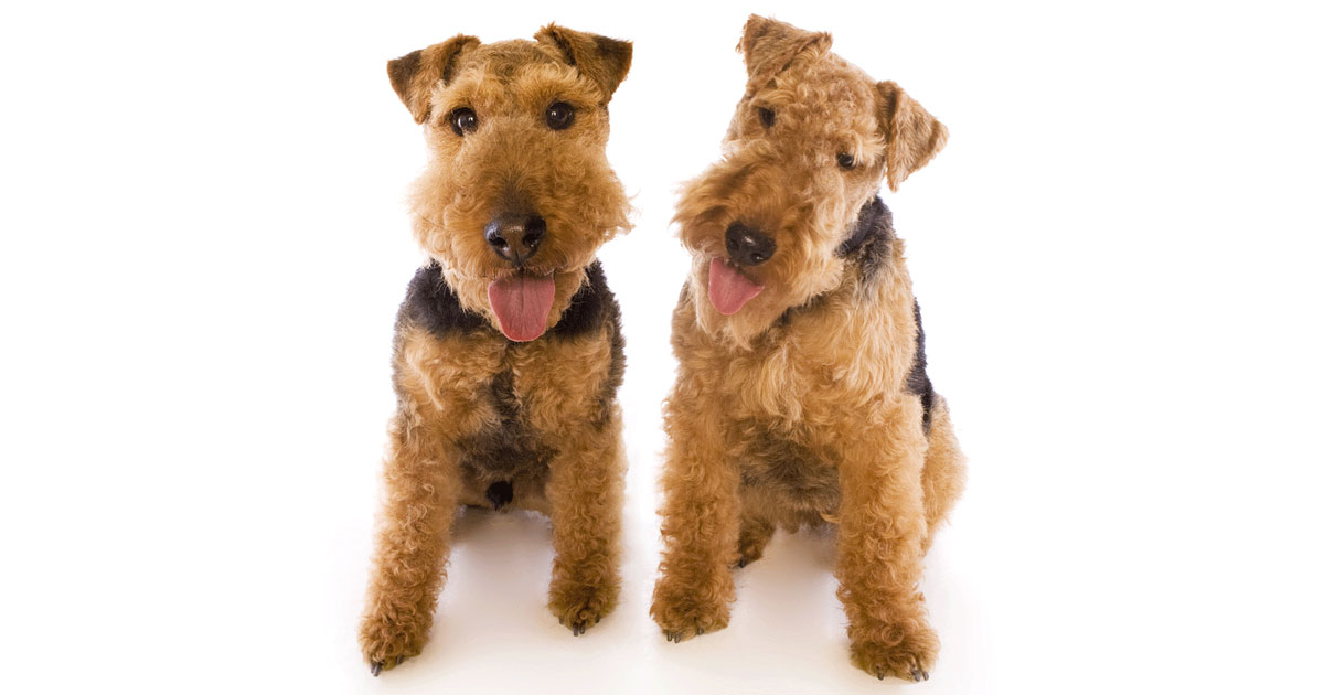 Welsh Terriers
