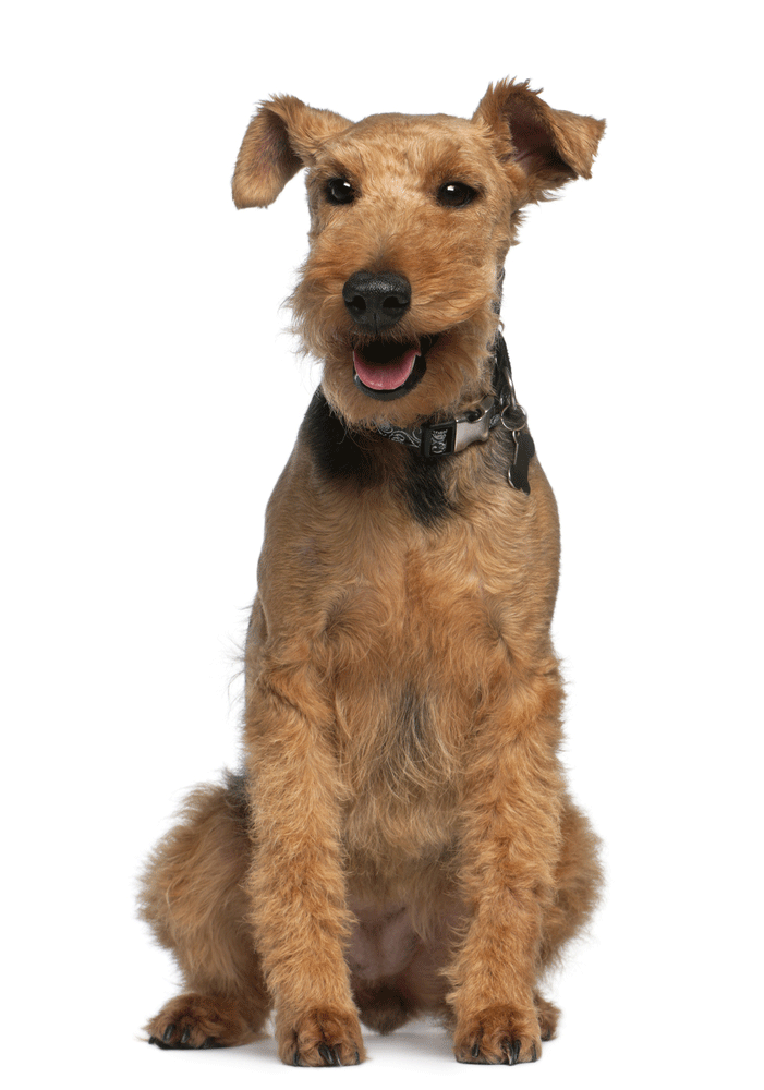 Welsh Terrier Breeders Australia | Welsh Terrier Info & puppies