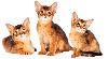 Abyssinian Breeders Australia | Abyssinian Info & kittens