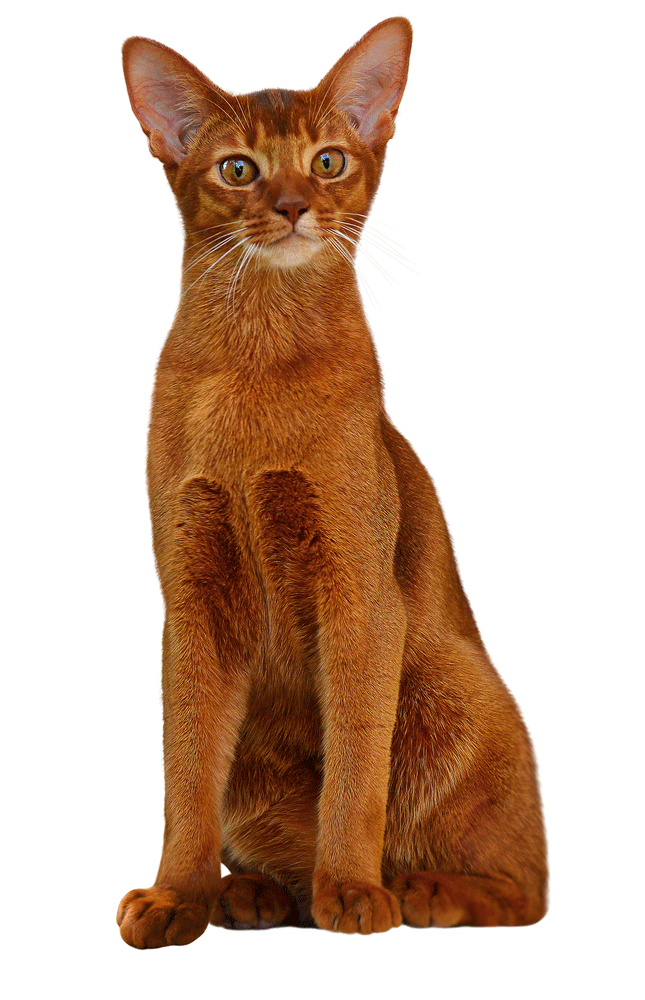 Abyssinian Cat Breeder In Florida alfilodesign