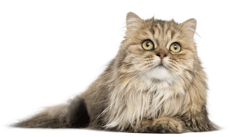 47 HQ Photos British Longhair Cat Breeder : British Longhair Cat Info, Kittens, Temperament, Care ...