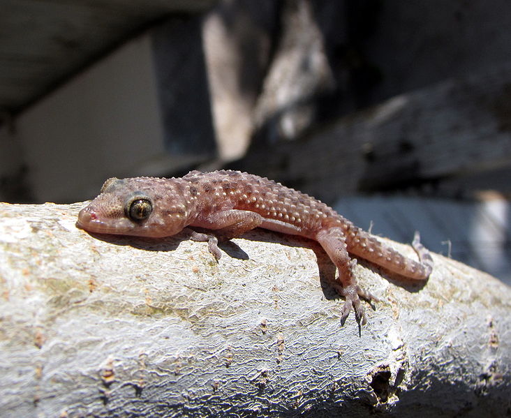 Gecko