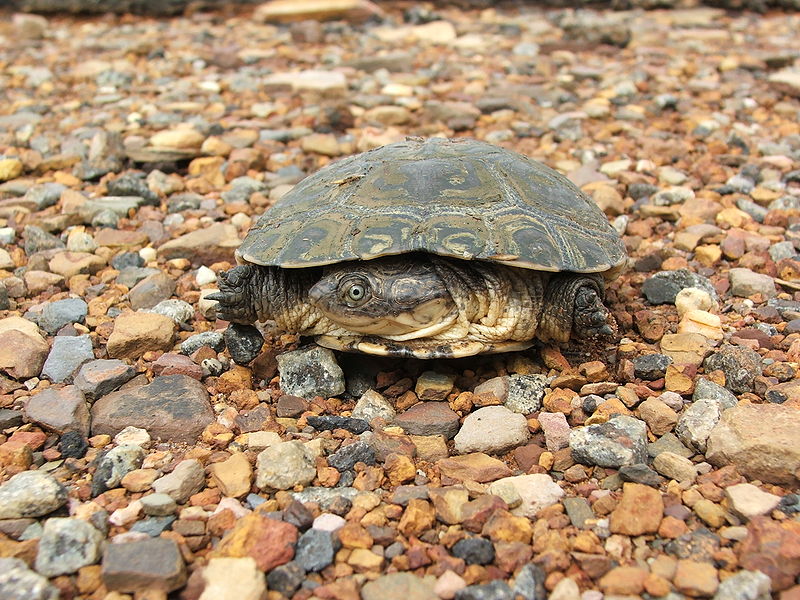 Turtle