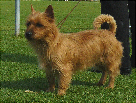 australian terrier for sale