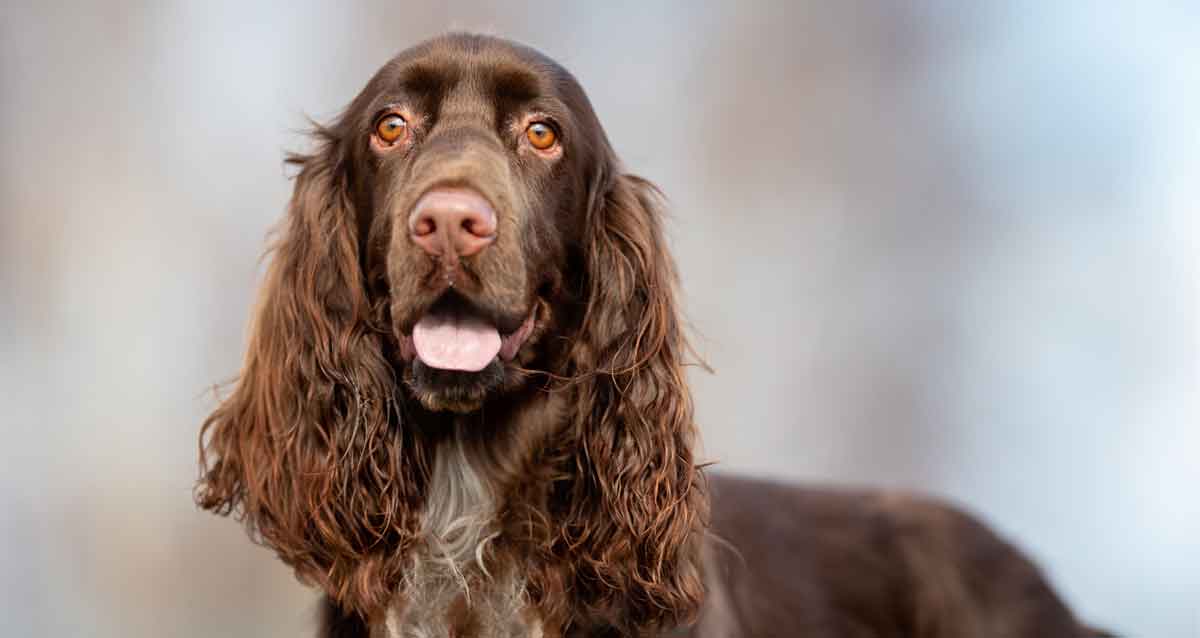 Field Spaniel