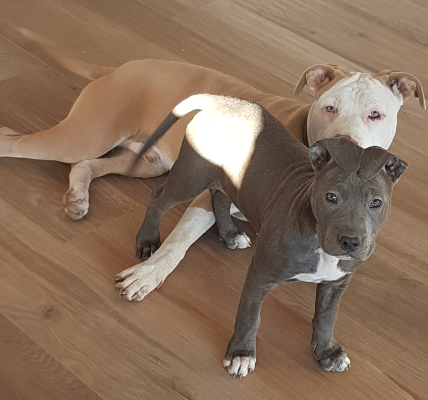 amstaff puppies for sale near me
