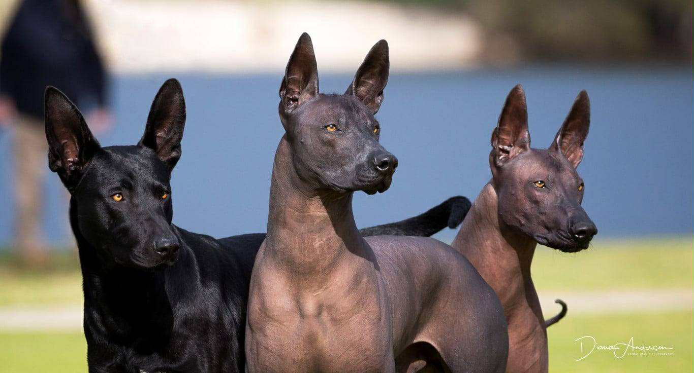 Wazzat Xoloitzcuintles
