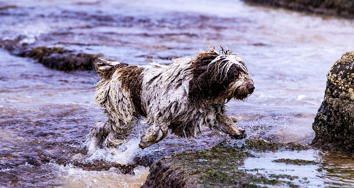 Spanish Water Dog - Incavale Kennels